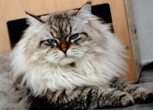 Vincent Lazorevyi Yahont n 21