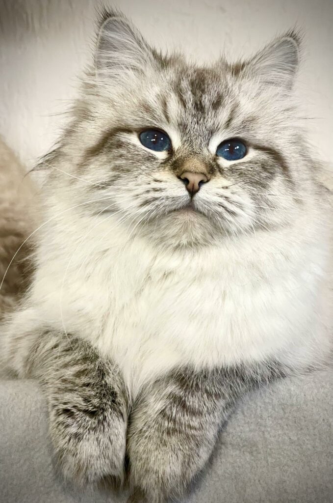 JCH RAVENNA Vanavara *HU