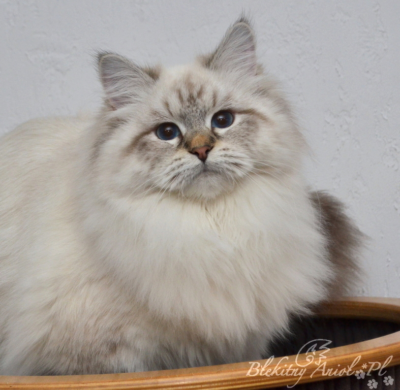 JCH RAVENNA Vanavara *HU