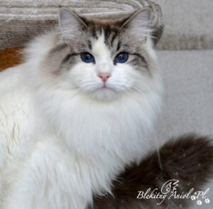 Emili Bellanena ns 02 21