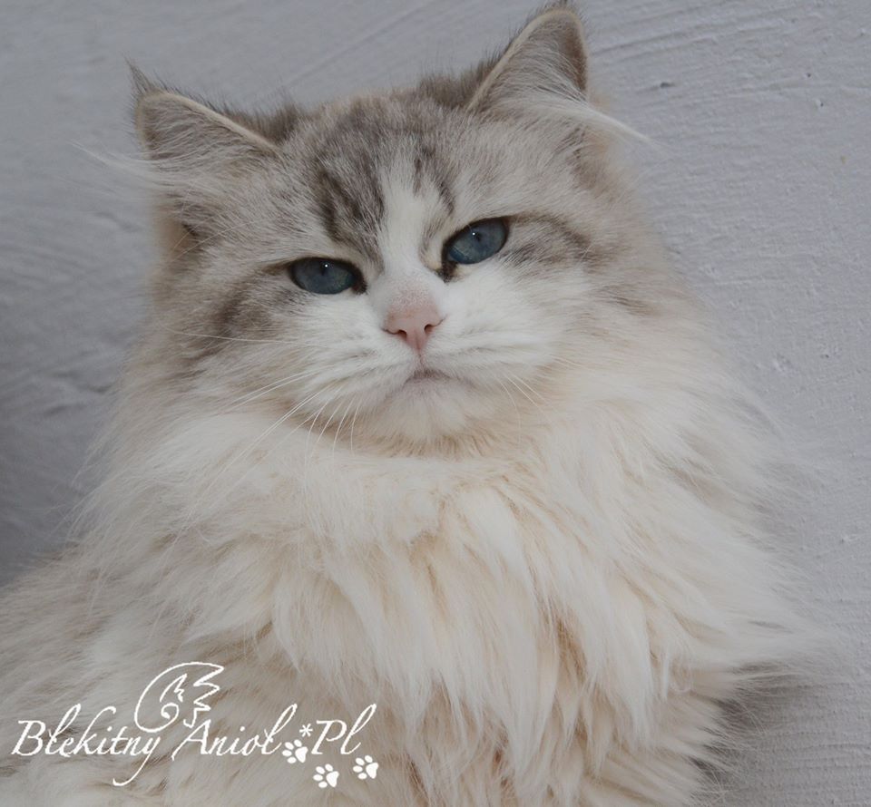 CH Anastasia Perełka *PL