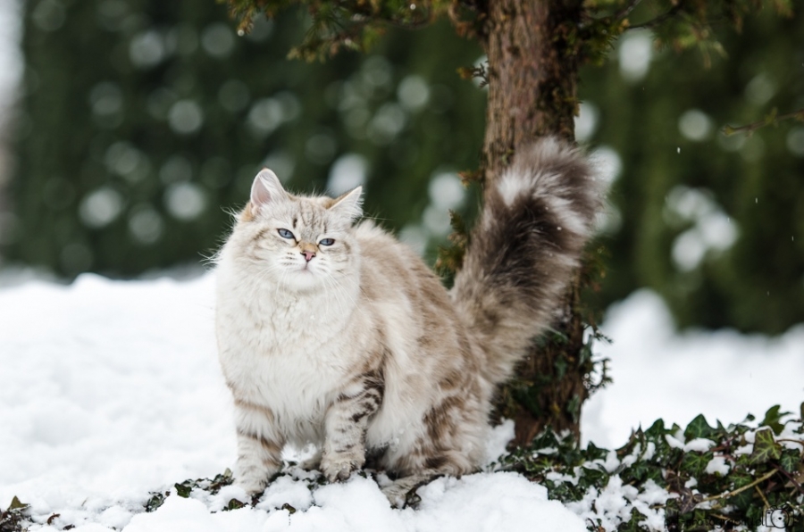 CH Fantazy Russian Soul *RU