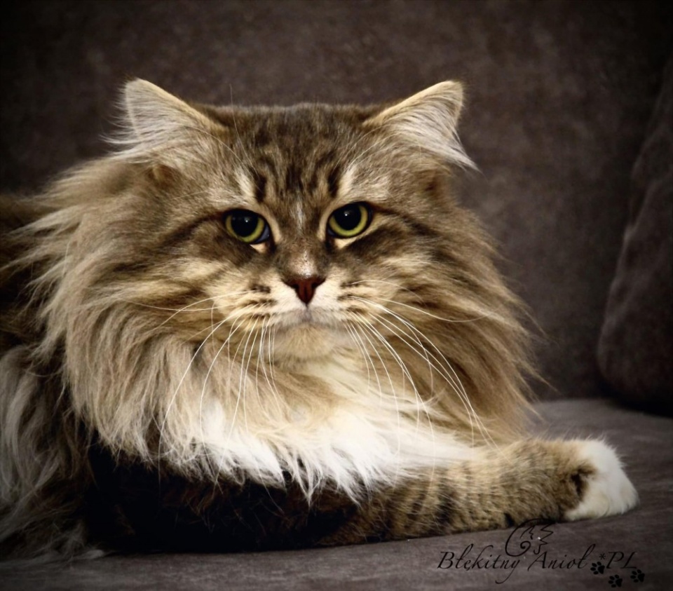 CH Lothbrok Błękitny Anioł