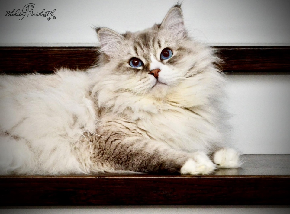 CH QUENTIN Tarantino Julyjoy *RU