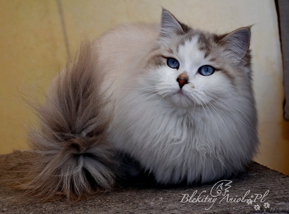 Dolce Vita Błękitny Anioł