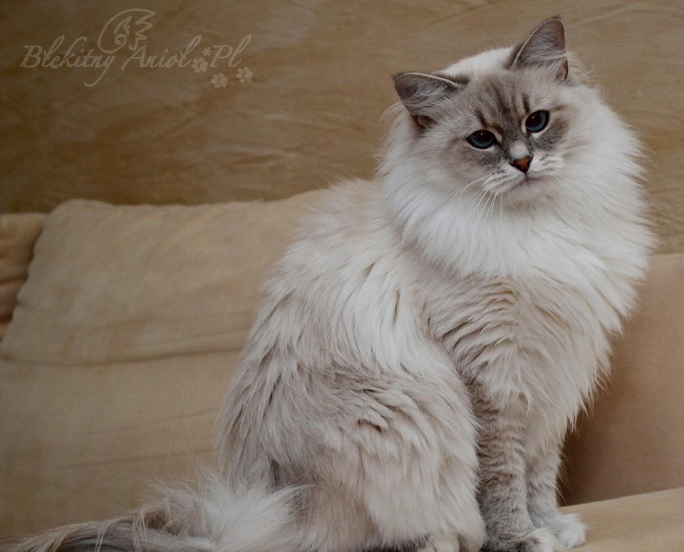 Emma Błękitny Anioł *PL