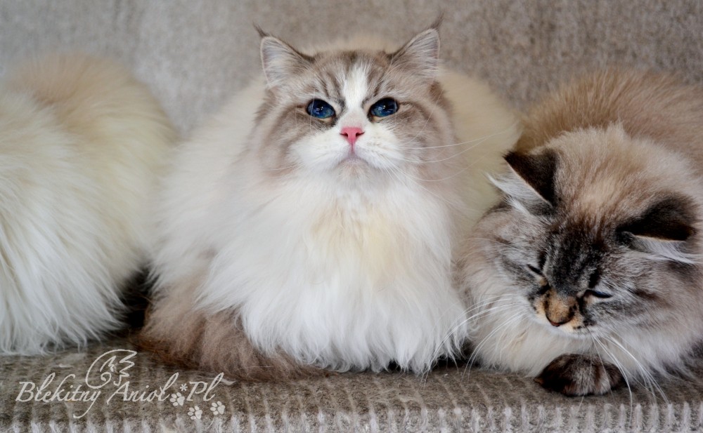 FREYA Błękitny Anioł * PL