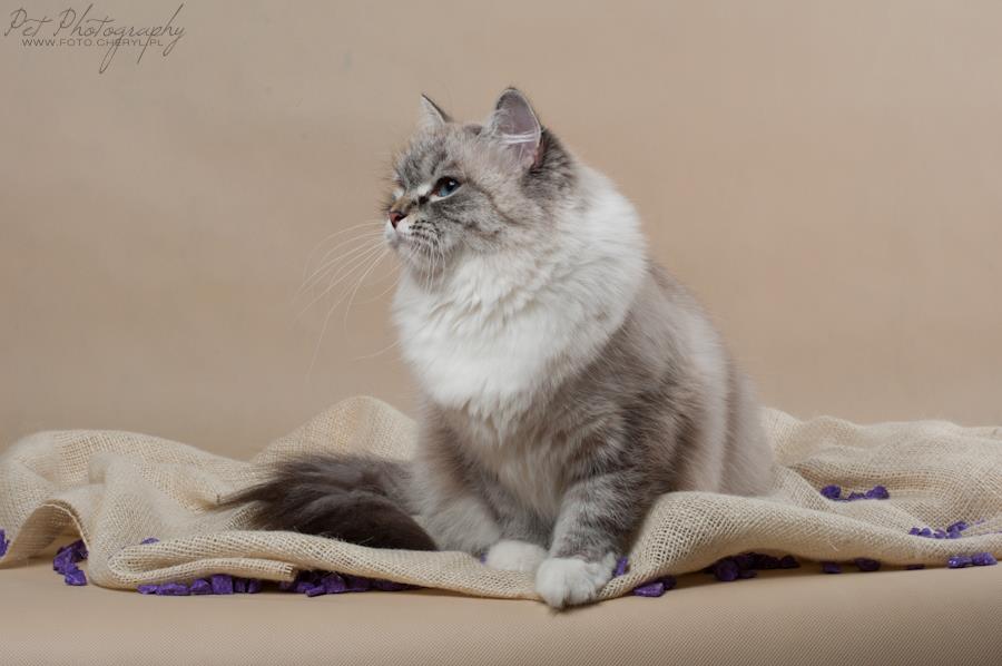 GIC (Fife ) Dobronega Natalis Spring *CZ