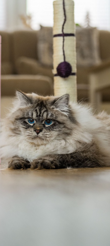 GIC(FIFe) CH (WCF) CH (TICA)  HARRY Bellaneva*PL