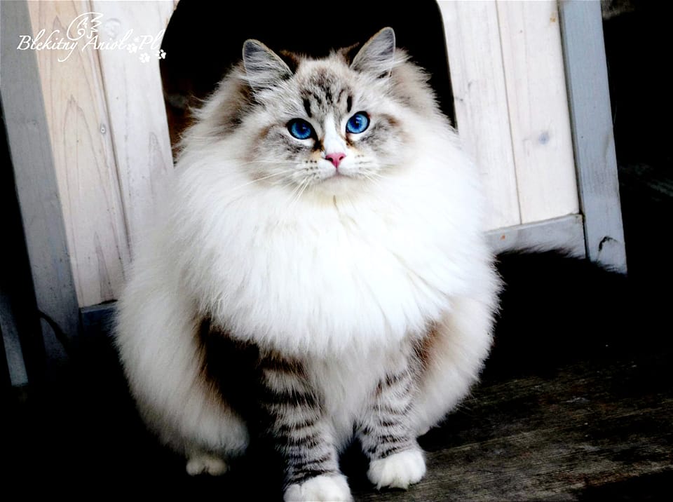 HANNAH Blue Chelsea *PL