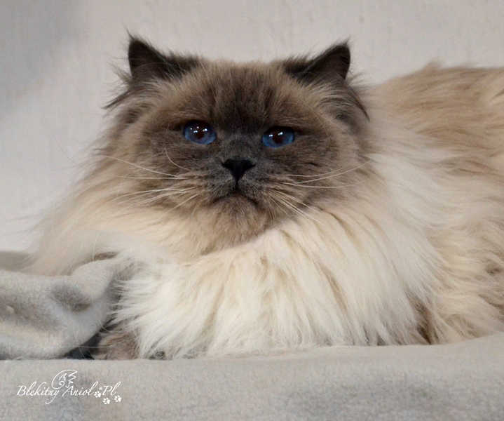 CH HOLLY Gravin Kat *PL