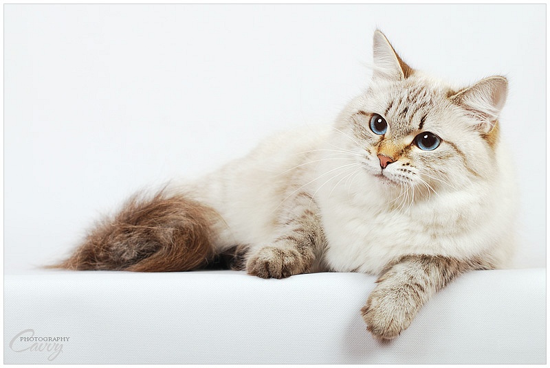 IC Daysy Z Zielonej Łąki*PL(*)