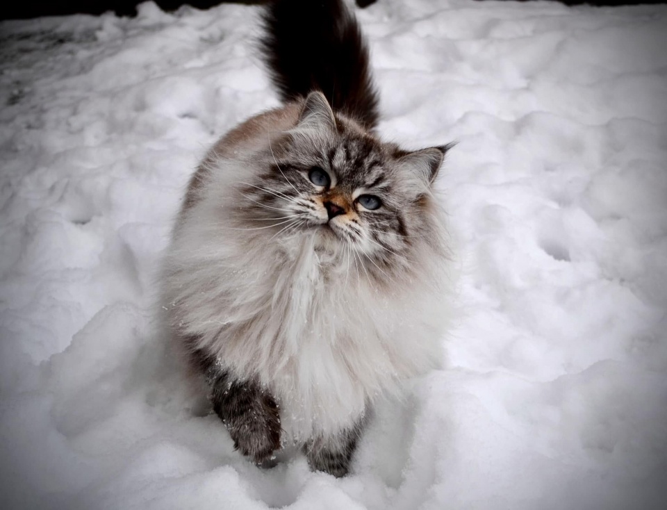 IC Maddie Błękitny Anioł