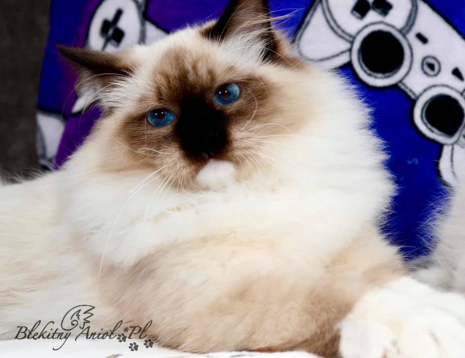 JAGA Błękitny Anioł *PL