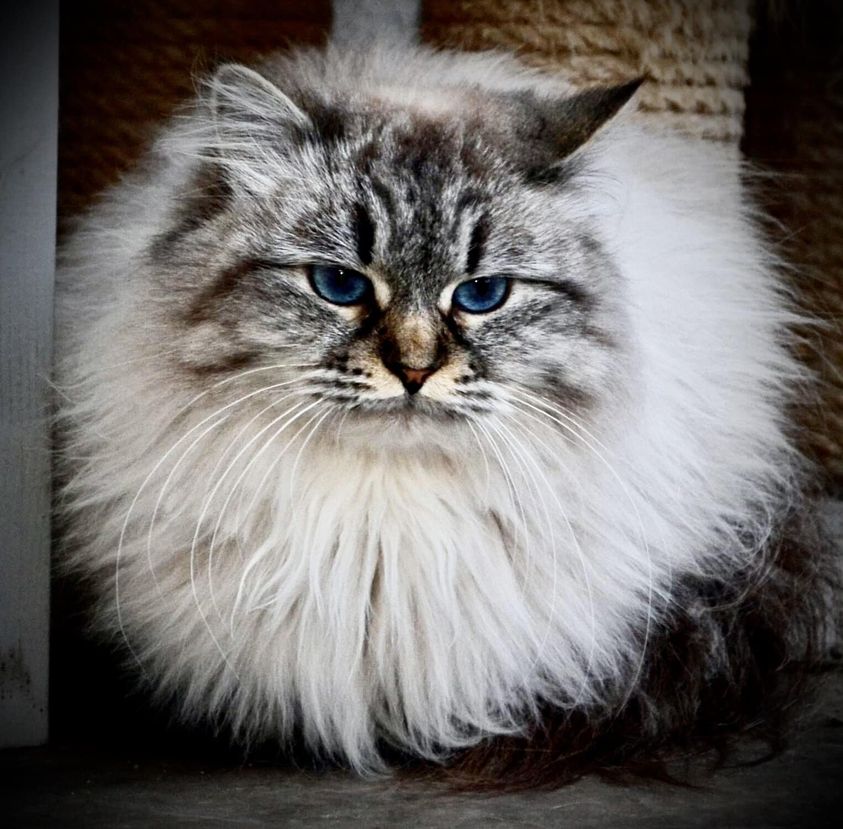 Jasmin Błękitny Anioł