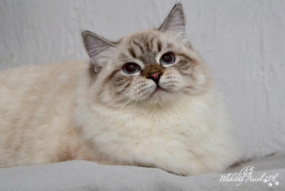 JCH*WCF Jaqueline Błękitny Anioł