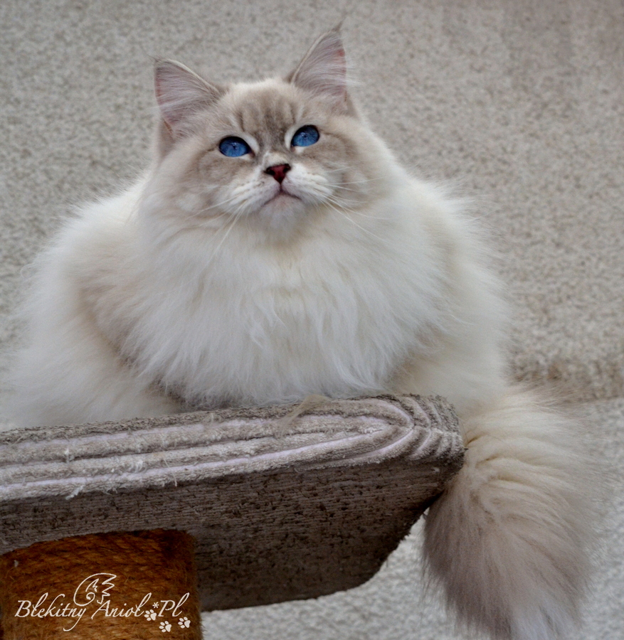 KCH, JCH DOLCE Błękitny Anioł