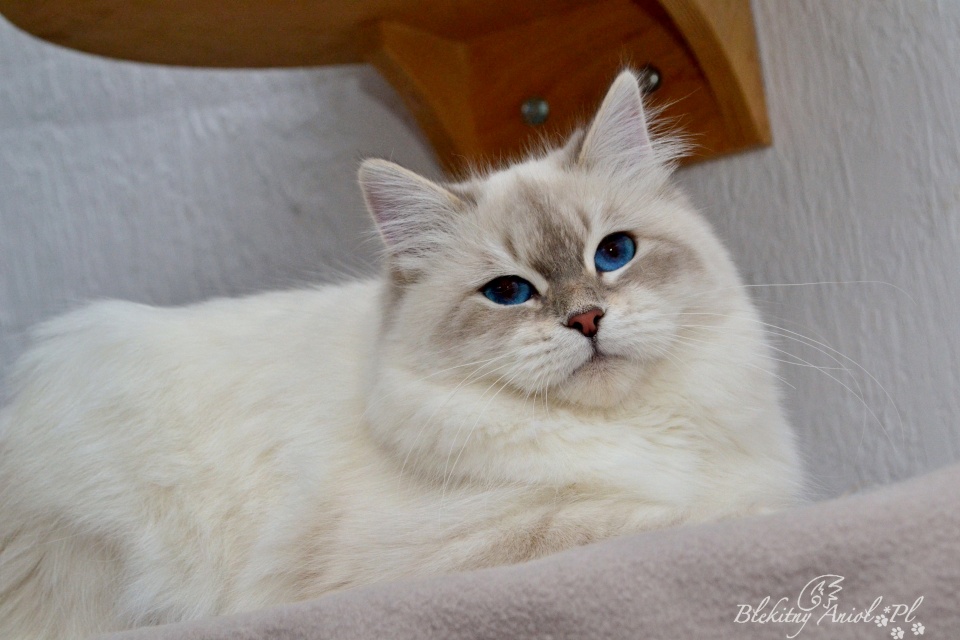 KCH, JCH Jessica Blue Veil *RU