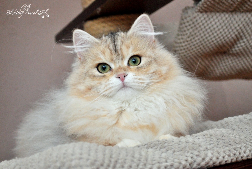 KCH*WCF Dalia Od Królowych