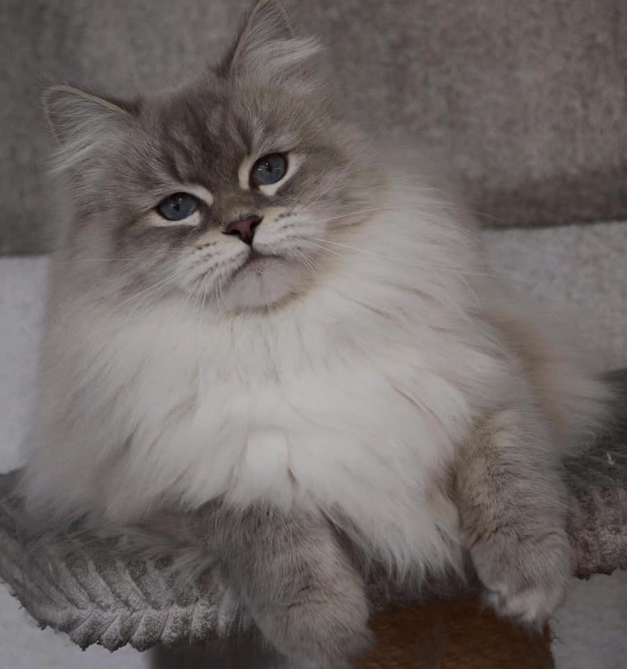 Laura Fantasy Life *RU