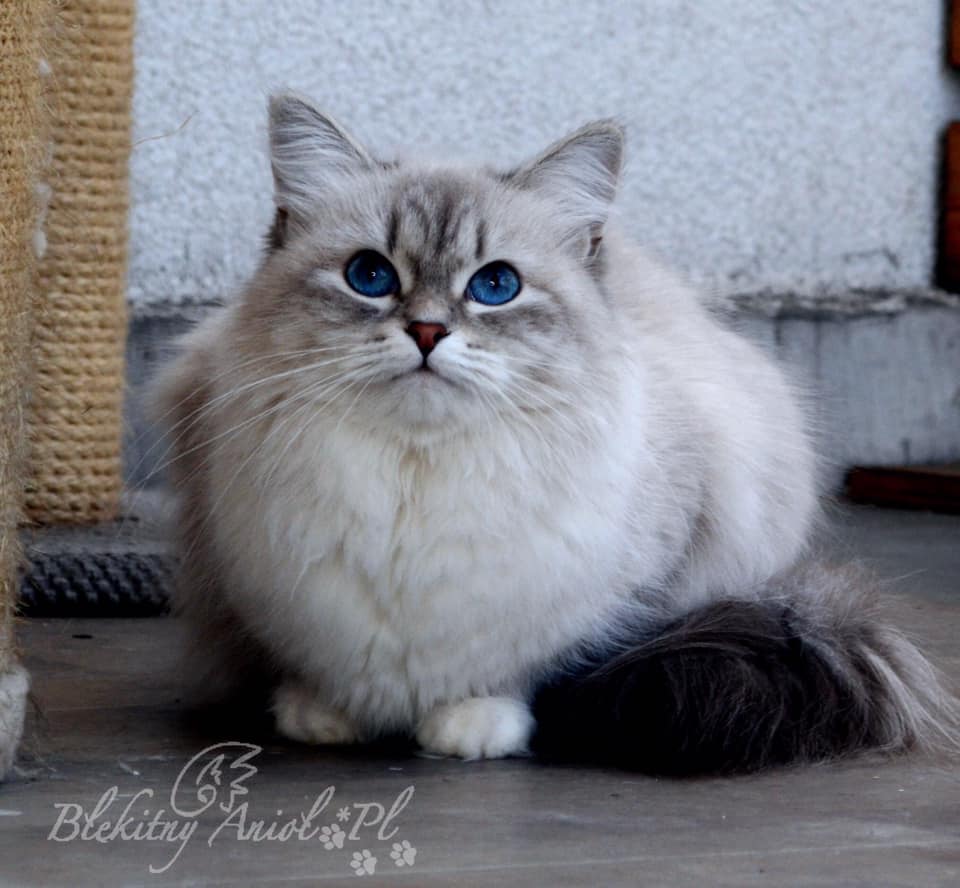 ORNELLIA Błękitny Anioł