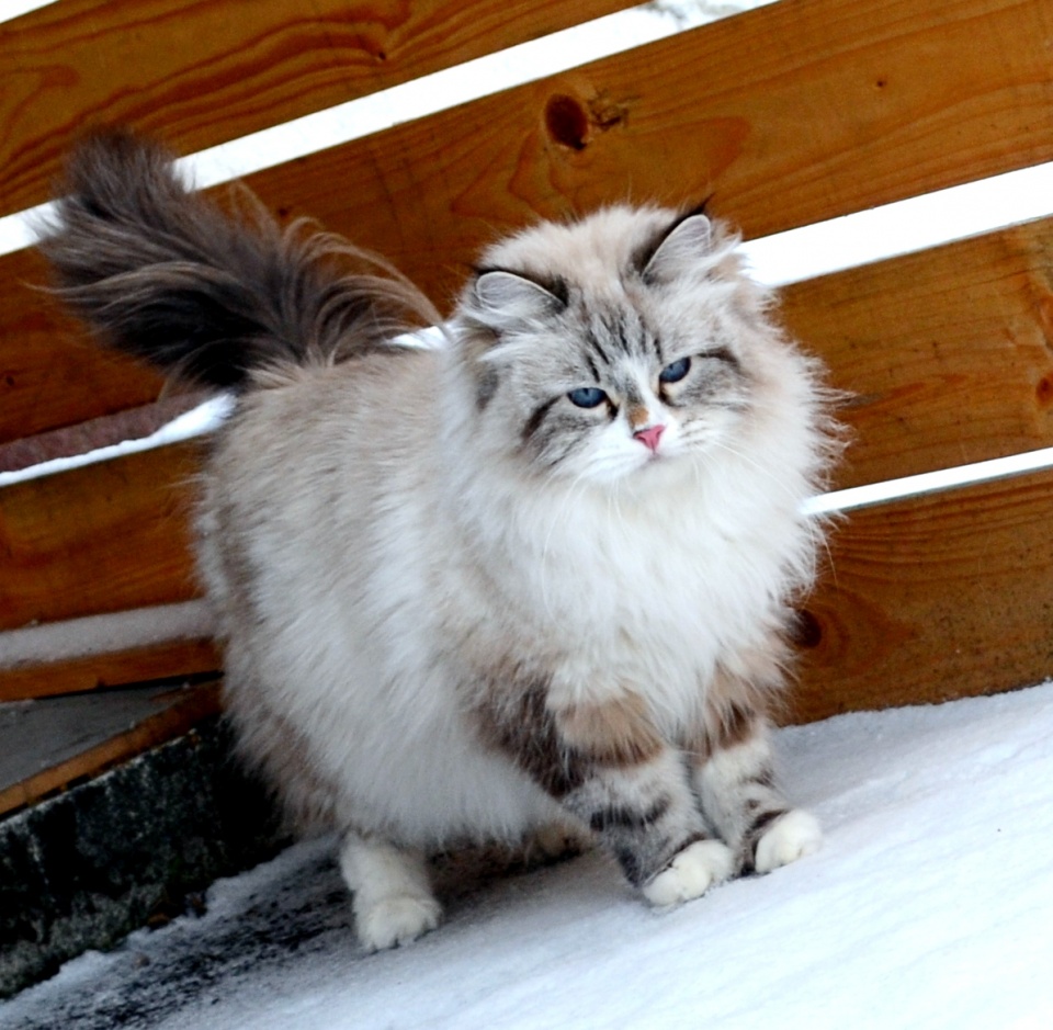 Primadonna  Mizar Land