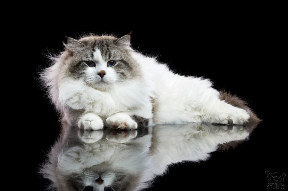 RAFINAD Praleska *BFC-BY,JW