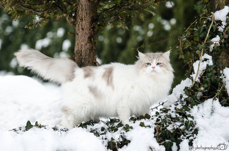 SC Oregano Marcowe Migdały *PL (*)