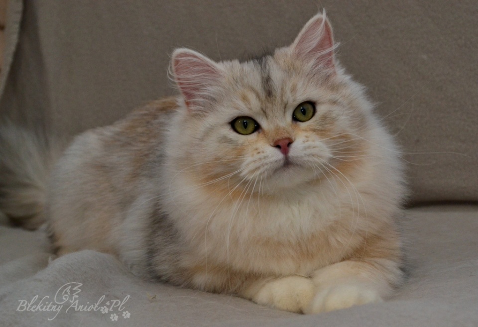 SIMI MAX Od Królowych