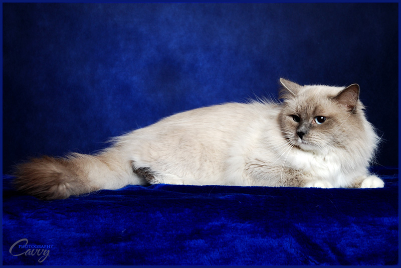 Tycjan Kocia Eminencja*PL