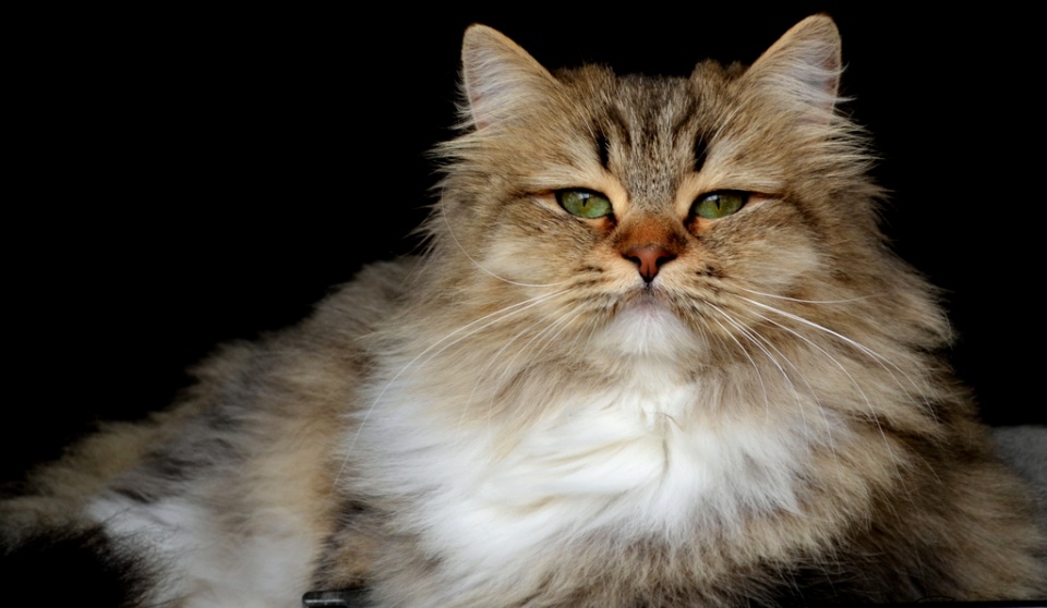 U-Daphne Mizar Land *PL