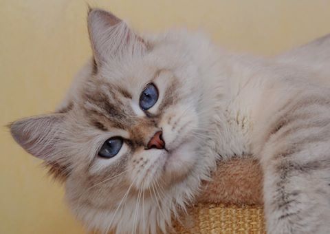 Uma Vienna Cats *AUT