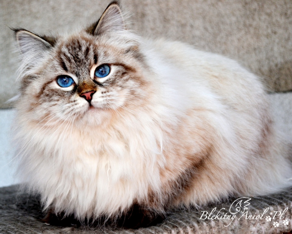 Unique Bellaneva *PL