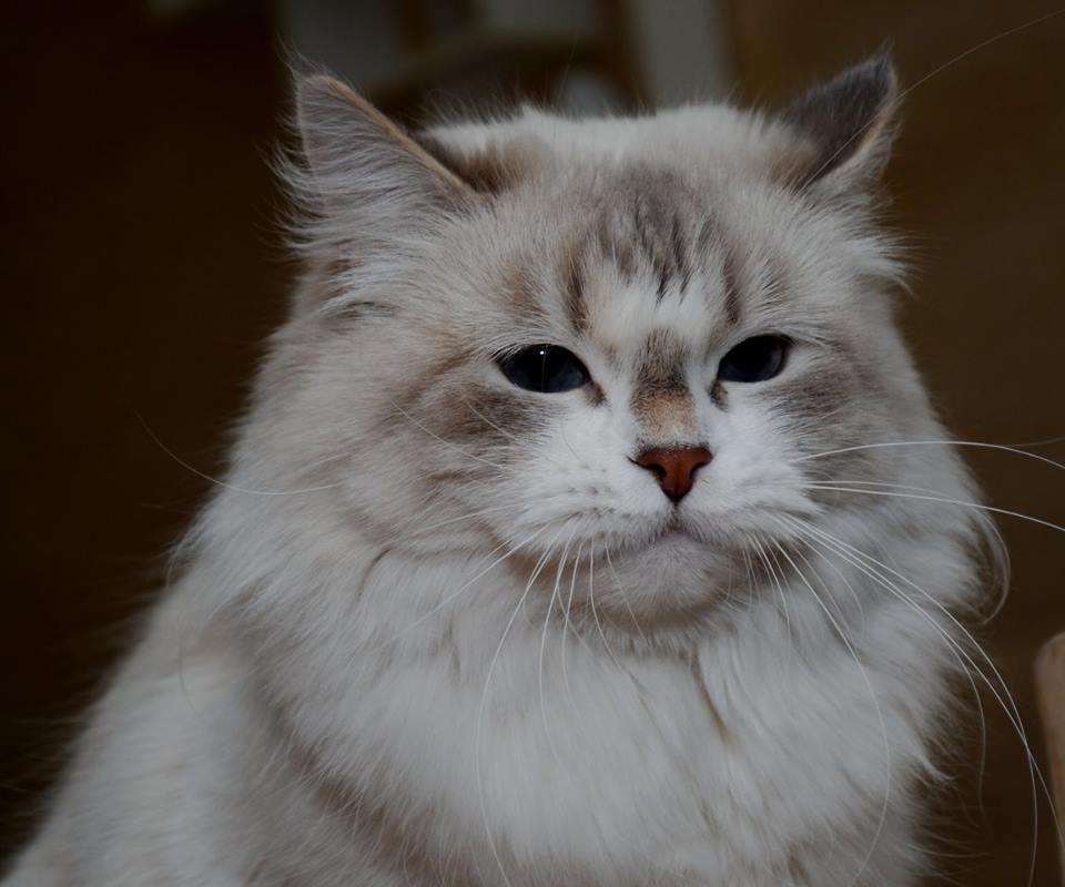 Wirginia Katjineva *PL